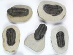 Lot: Assorted Devonian Trilobites - Pieces #92154-1